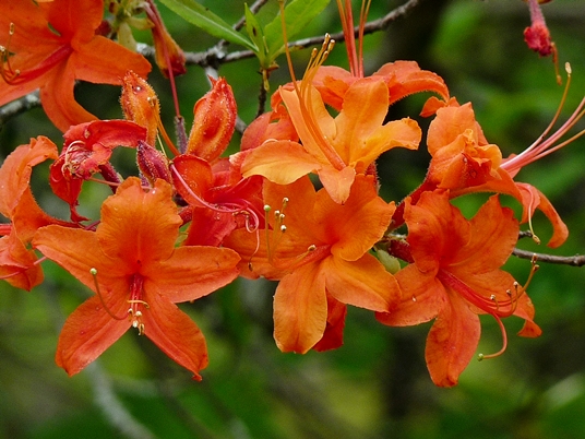 {Rhododendron calendulaceum}